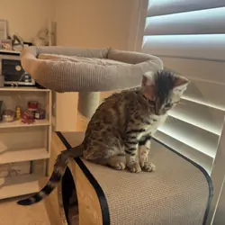 Bengal Kitten