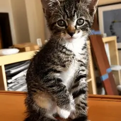 Adopt Stripy in Nyack, NY