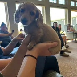 ALC female Dachshund