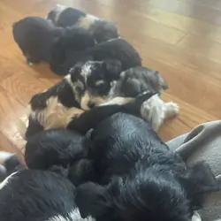 MINI SCHNAUZERS