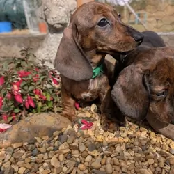 Beautiful dashound puppy’s