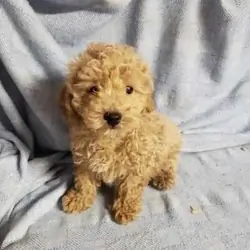 Bichonpoo