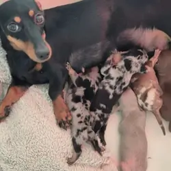 Adorable Miniature Dachshund Puppies