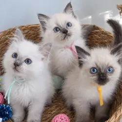 Stunning Ragdoll Kittens