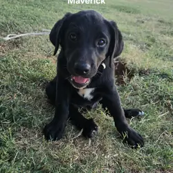 2 Black Labradore puppies