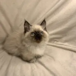 Munchkin Ragdoll Kittens