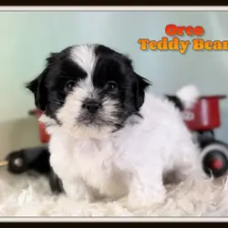 Oreo Male Teddy Bear