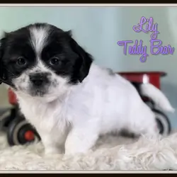 Lily Female Teddy Bear
