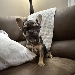 Akc French bulldog