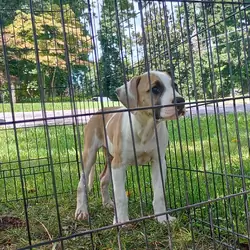 American bulldog puppy