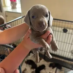 Adorable Puppies Available for Adoption 🐶❤️