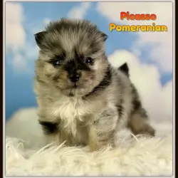 Picasso Male Pomeranian