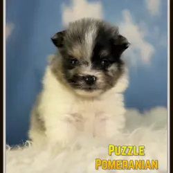 Puzzle Male Pomeranian