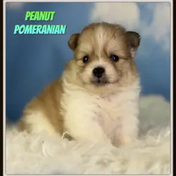 Peanut Male Pomeranian