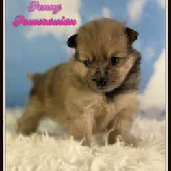 Penny Female Pomeranian