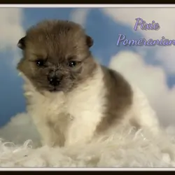 Pixie Female Pomeranian