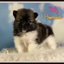 Polly Female Pomeranian