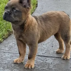Fluffy French Bulldog