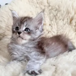 Adorable Fluffy Kitten 🐱