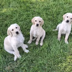 Labradoodle puppies
