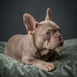 French Bulldog puppies Available!