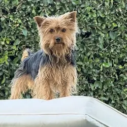 Yorkie