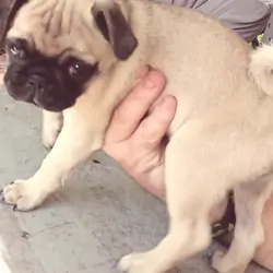 Pug Puppy, female, full blooded
