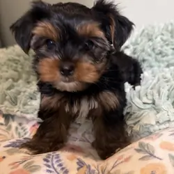 Yorkietzu
