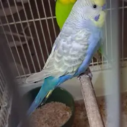 Pair of Budgies (Parakeets)