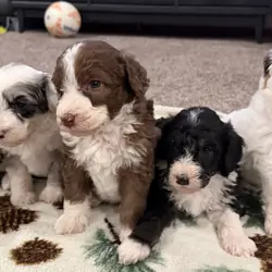Aussiedoodle
