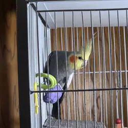 2 cockatiels