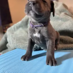 AKC Cane Corso