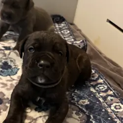 AKC Cane Corso puppies