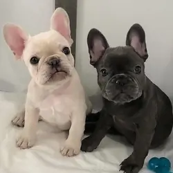 French Bulldog puppies