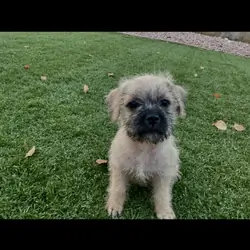 Pug/Jack Russel mix