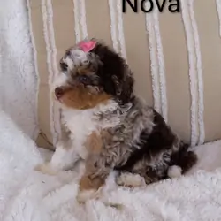 Puppy