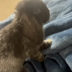 Holland Lop bunny