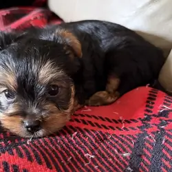 Female Yorkie