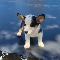 corgi puppies