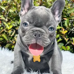 BEST French Bulldog Puppies, Blue Family