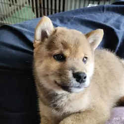 NR Shiba Inu male