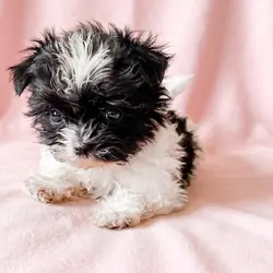 Ruby - Petite ShiChi Female Puppy