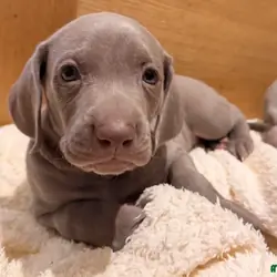 Weimaraner Boy Looking for His Forever Home