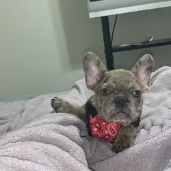 Merle Frenchie Pup