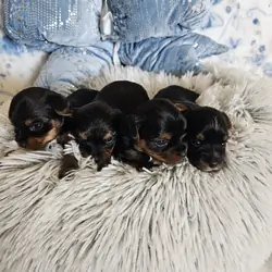 TCup Yorkshire Terrier Female