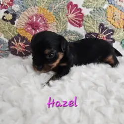 Tcup Yorkshire Terrier Hazel