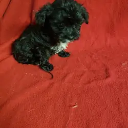 Maltipoo puppies