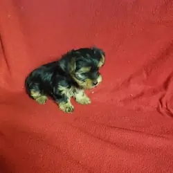 Yorkshire Terrier Puppies