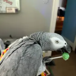 4 Years Congo African Grey Parrot