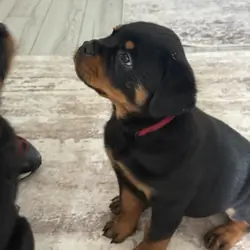 Rottweiler